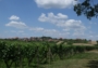 Výhled přes vinice na Vrbice