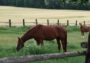 Dva koníčci na farmě za Brodkem...a vůbec se nebáli