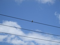 Jeden ptáček u Topolné na drátě