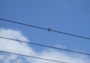 Jeden ptáček u Topolné na drátě