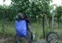 Koloběžka odpočívá na vinařské stezce