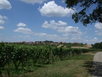 Výhled přes vinice na Vrbice