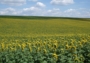 Nádherné slunečnicové pole...bohužel bylo otočeno na druhou stranu