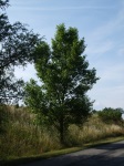 Strom u cesty do kopce