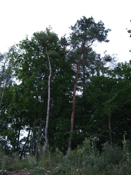 Fotky z vrcholku nad Hoštěnicemi a výhled na ně.