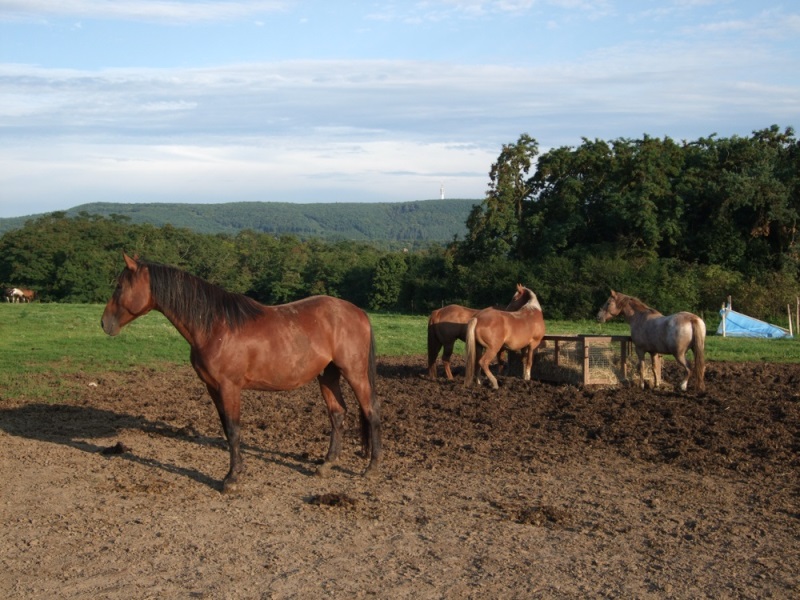 Koně v jezdeckém areálu nad Obřany