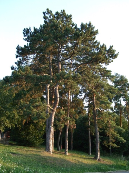 Borovice u hřbitova nad Jehnicemi