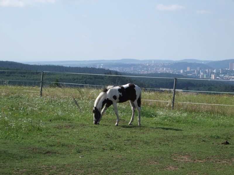 Další z mnoha koňských rančů kolem Brna - tentokrát nad Ořešínem