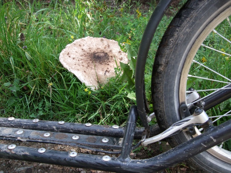 Houbička na cestě před oborou U Jelínka