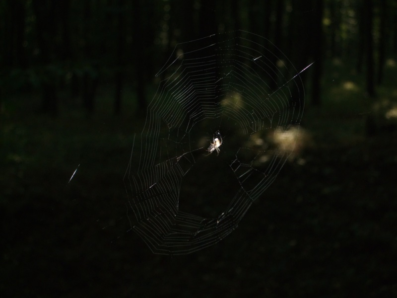 Pokus o vyfocení pavoučka v lese - a i s pavučinou;)