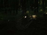 Pokus o vyfocení pavoučka v lese - a i s pavučinou;)