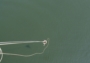 Houpající se skokan na bungee-jumpingu