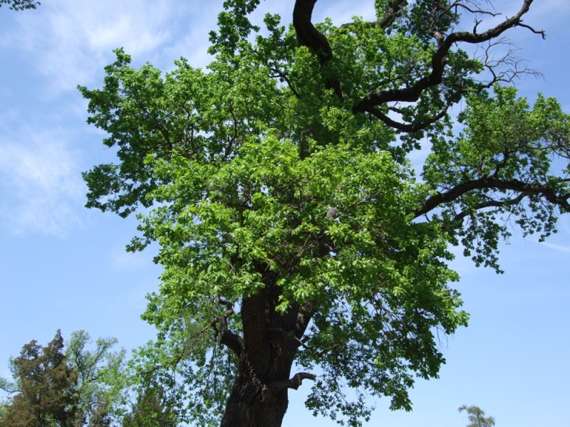 Lednický park a kusy z něj